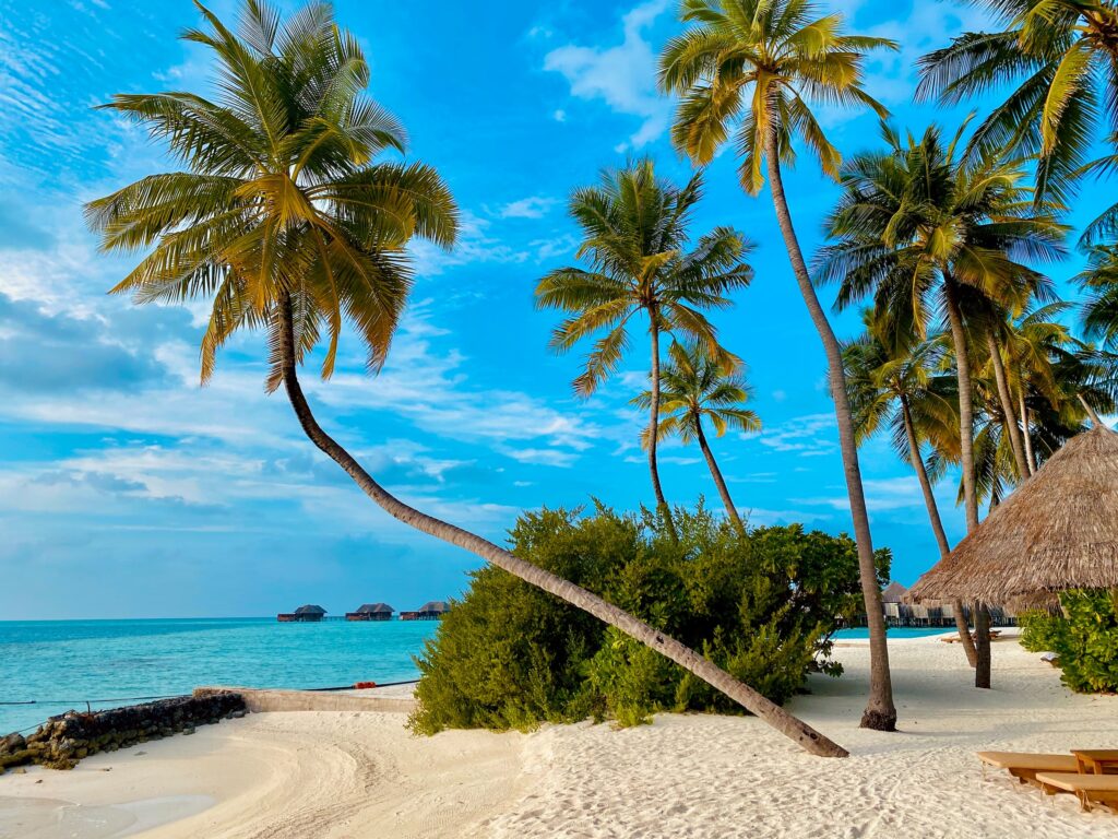 Ein traumhaftes Landschaftsbild von Palmen am blauen Meer. Im Hintergrund sind Hütten zu sehen.