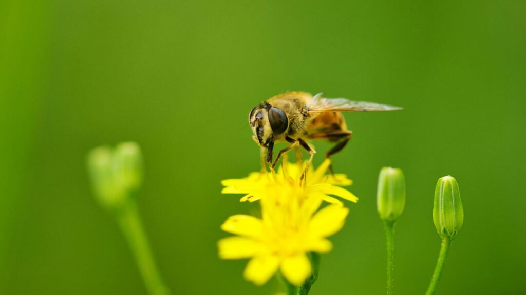 Biene fliegt auf eine Blüte.