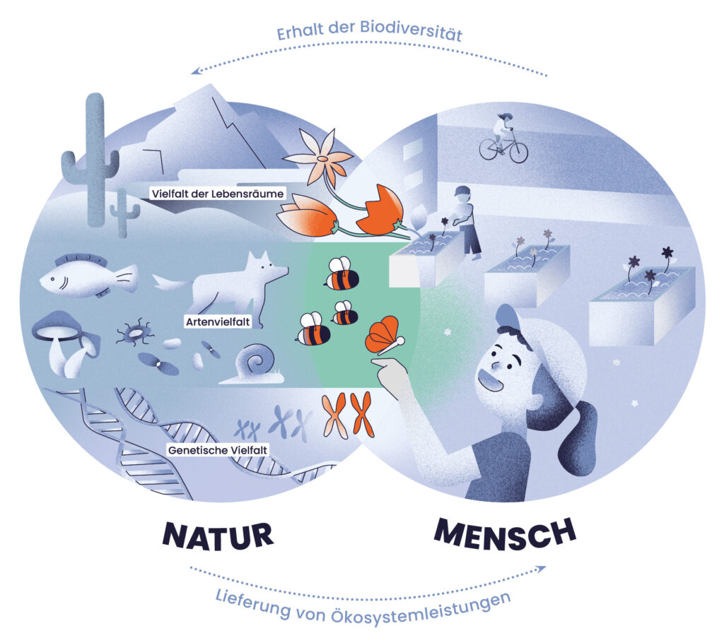 Schaubild zur Biodiversität. Diese besteht aus Vielfalt der Lebensräume, Artenvielfalt und genetischer Vielfalt. 