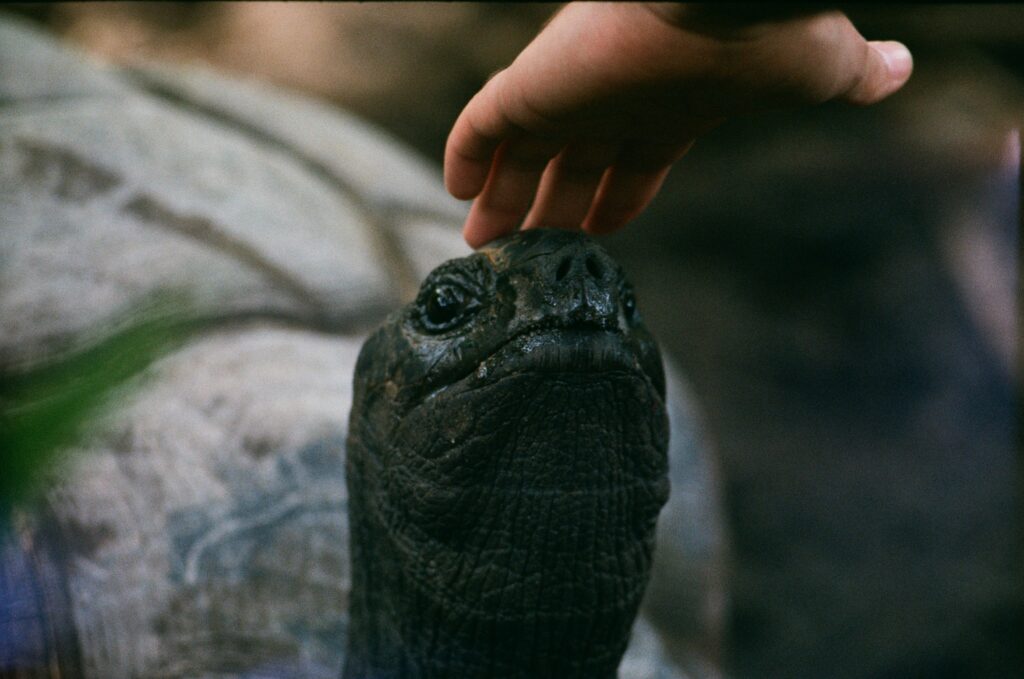 Zu sehen ist eine Schildkröte, die von einem Menschen am Kopf berührt wird.